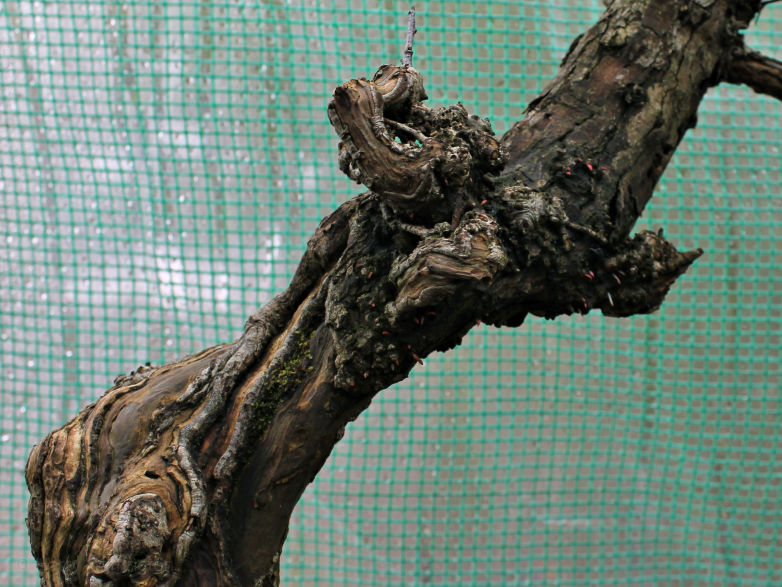 rhizotonic bonsai roots